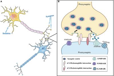 Synaptic cell adhesion molecules contribute to the pathogenesis and progression of fragile X syndrome